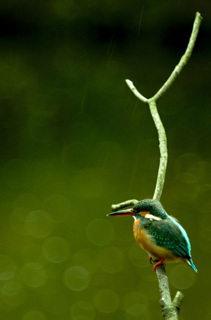 Kingfisher #1
