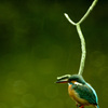 Kingfisher #1