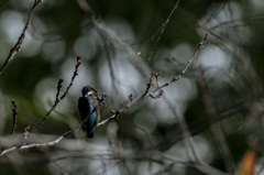 Kingfisher #2