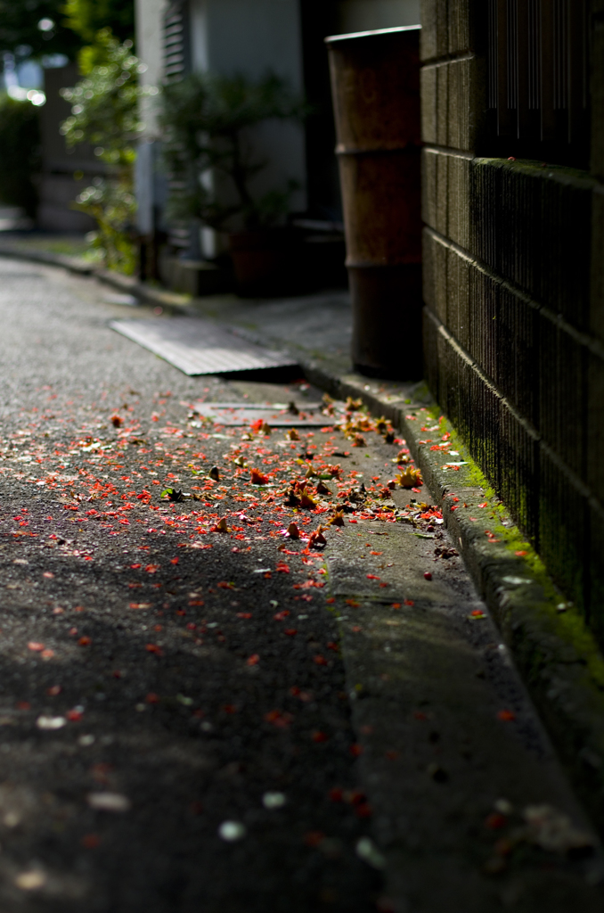 路地裏の紅