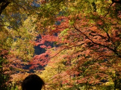 紅葉