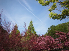 常盤万作の花と飛行機雲