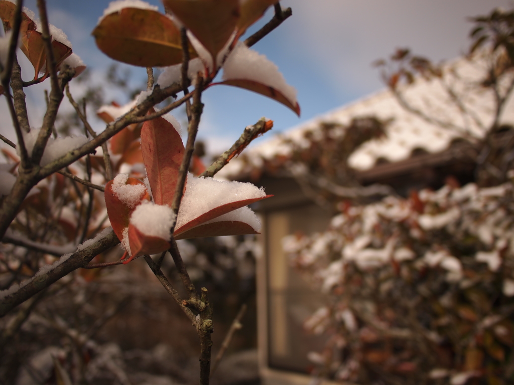 雪の結晶のようにも見えます・・・