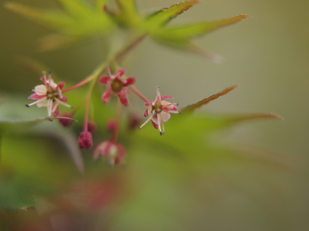 もみじの花1