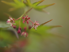もみじの花1