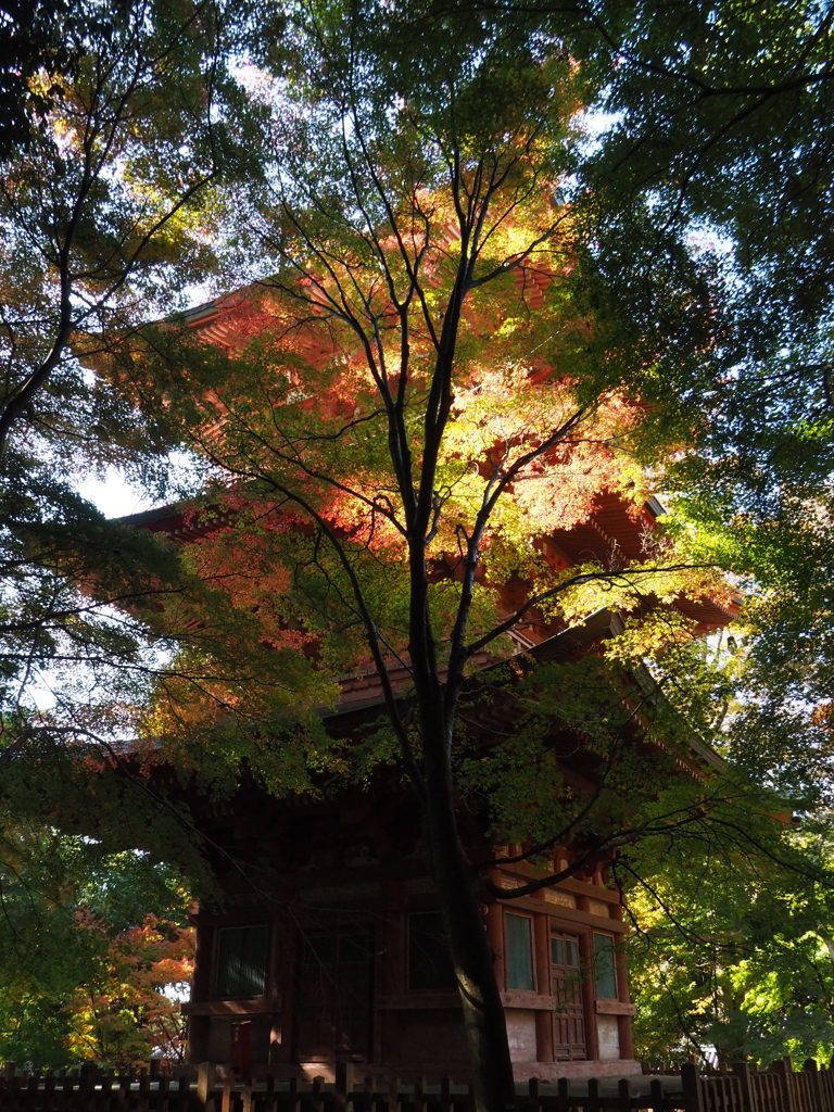 ライトアップに非ず　神戸 北区