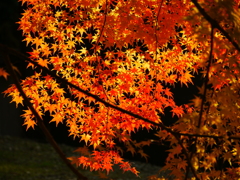 紅葉　蓮花寺２