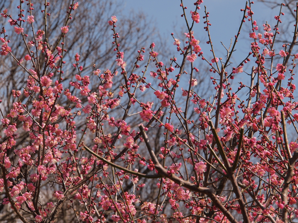 雌岡山　神戸市西区４