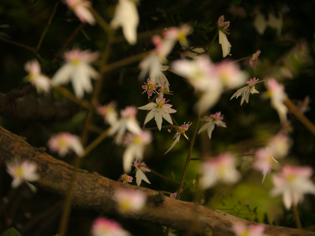 ユキノシタの花火2