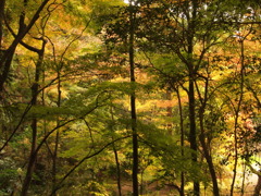 山中 蓮花寺 三木