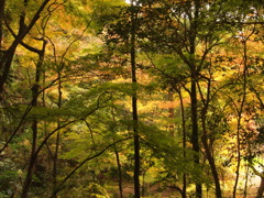 山中 蓮花寺 三木