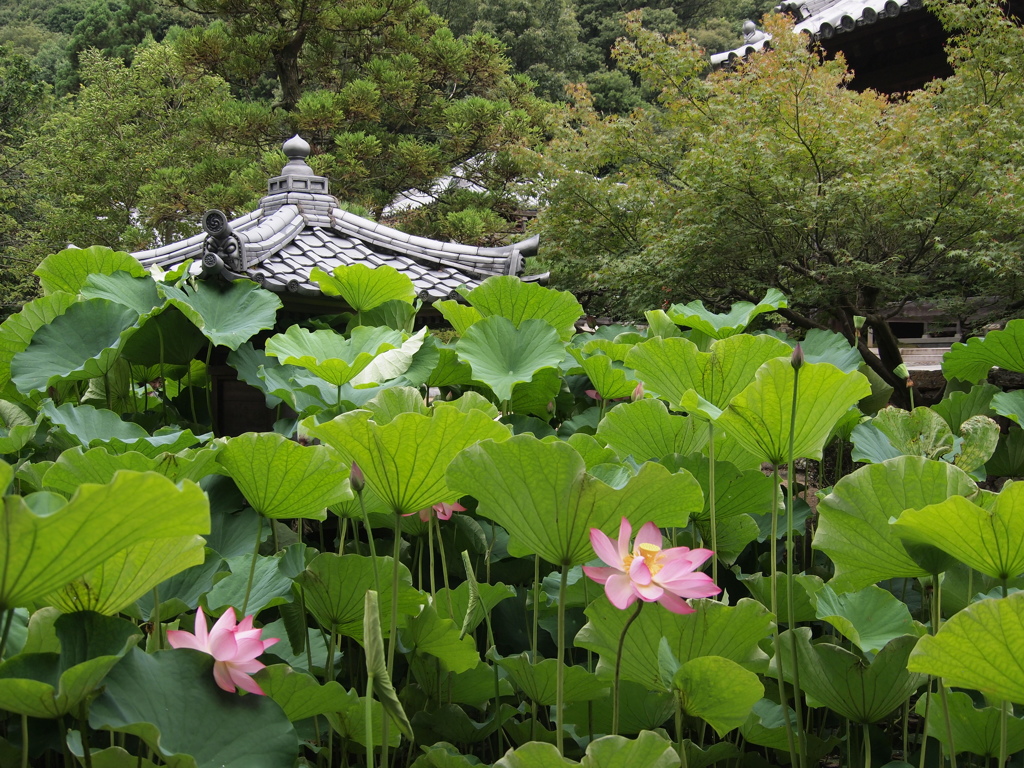 転法輪寺　蓮５