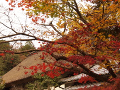 里の秋 慈眼寺 三木