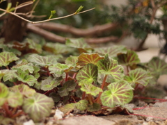 ユキノシタが茂る