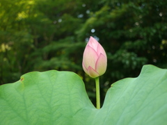 ハス つぼみ1 善祥寺 兵庫三木