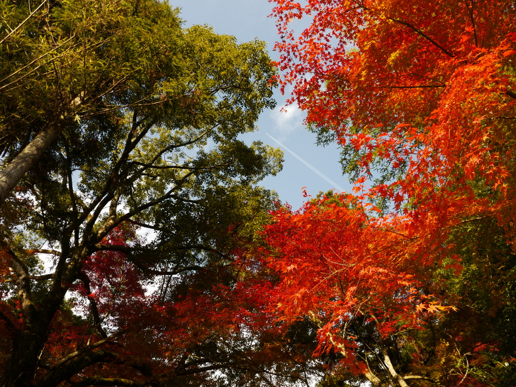 飛行機雲　蓮花寺