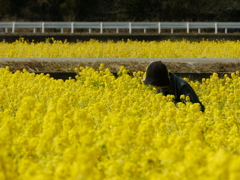 菜の花３