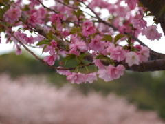 八重桜１