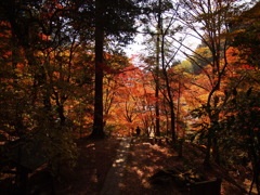 紅葉　石龕寺３