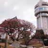 人麿山 月照寺　八ツ房の梅２