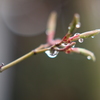 雨のしずく