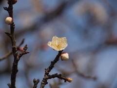 綱敷天満宮 須磨７