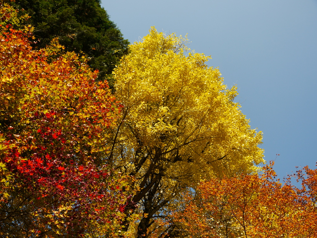 紅葉　石龕寺１