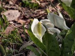 清水は見えずとも２　兵庫 大屋