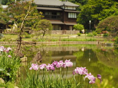 肥後細川庭園１　文京区