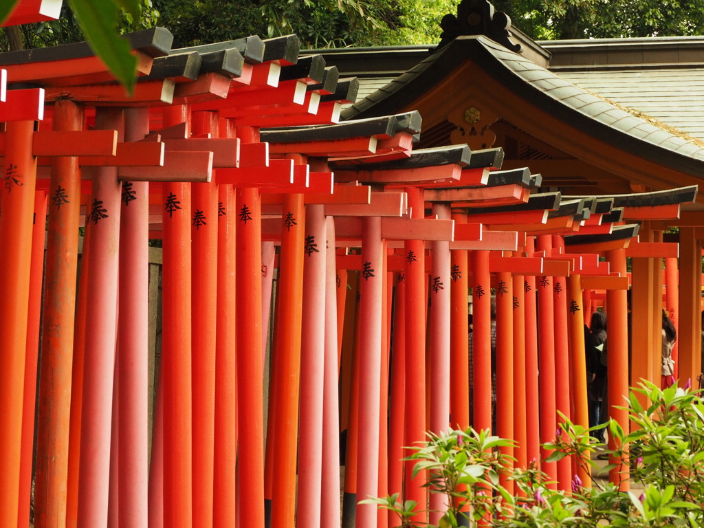 根津神社３　文京区