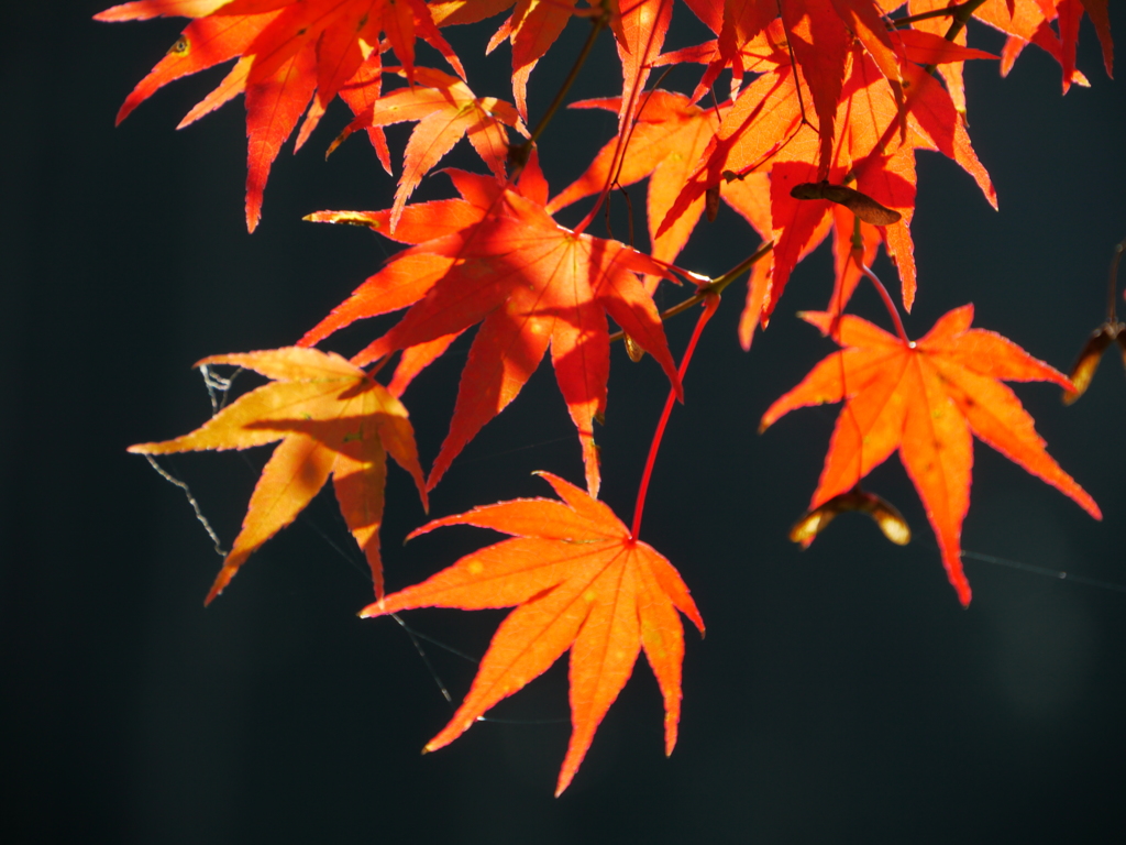 紅葉　石龕寺２