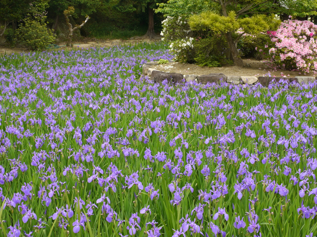 多聞寺　かきつばた２