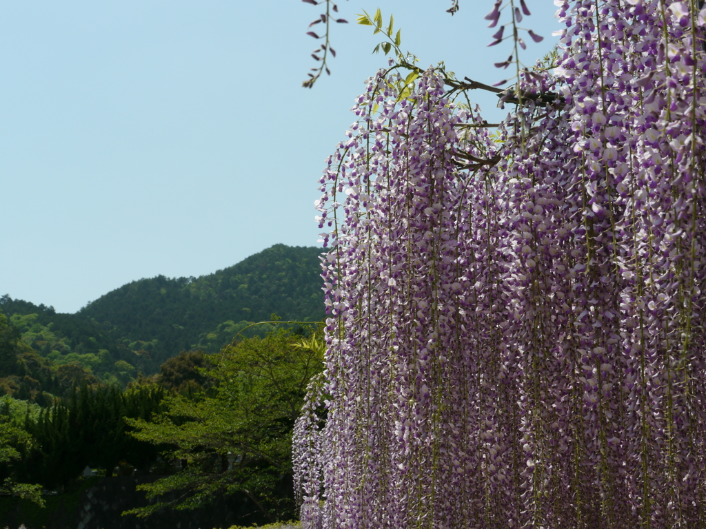 百毫寺 九尺藤２