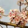 桜３