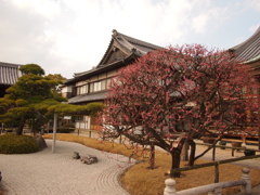 人麿山 月照寺　八ツ房の梅３