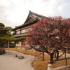 人麿山 月照寺　八ツ房の梅３