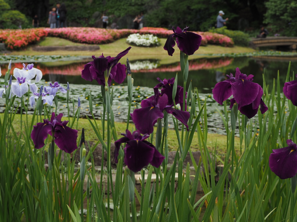 二の丸庭園　皇居東御苑