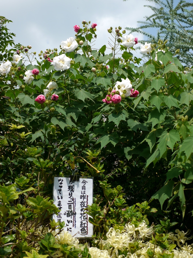 加古川 花の寺円照寺 酔芙蓉 ”二日酔い”