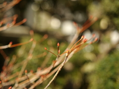 芽吹く　ドウダンツツジ