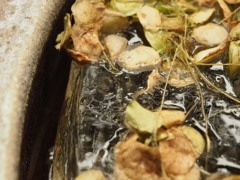 水鉢：水→氷→膨張→氷のまま気温低下→収縮　兵庫県南部