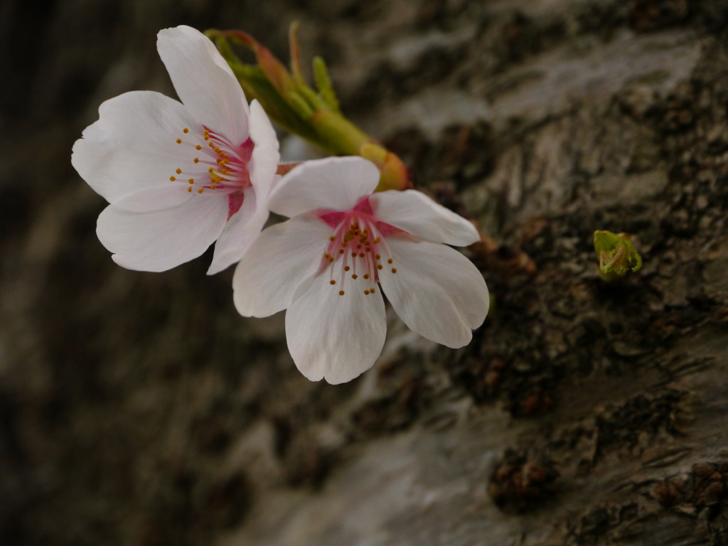 桜２