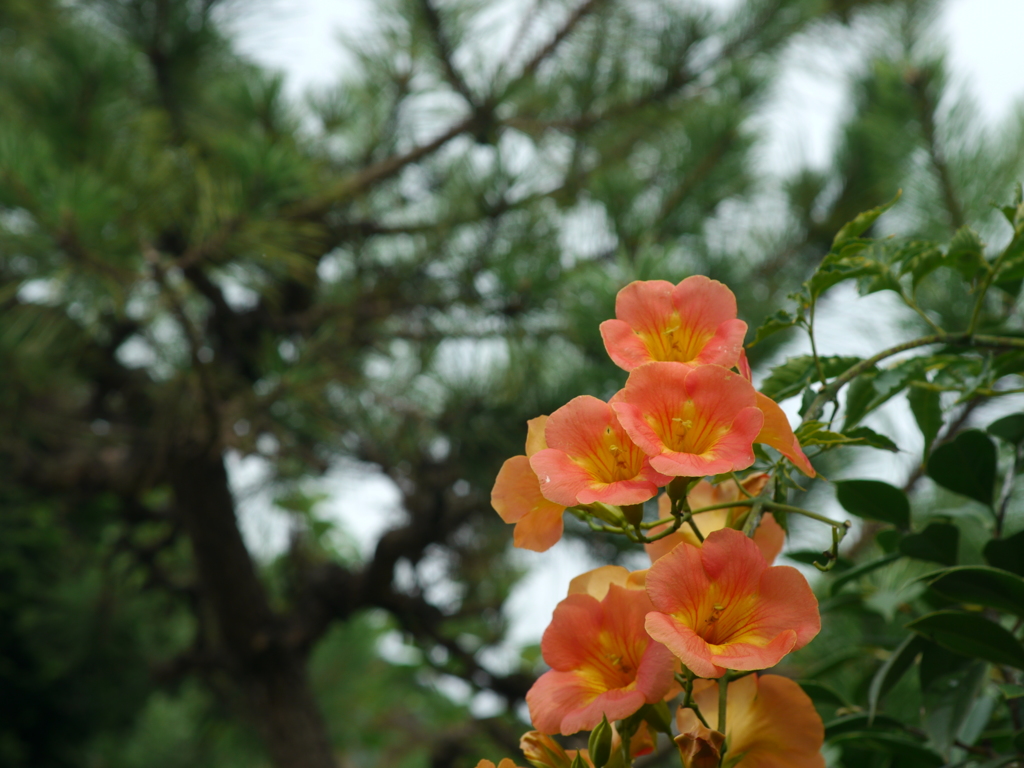 加古川　花の寺円照寺８