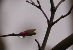 もみじの新芽