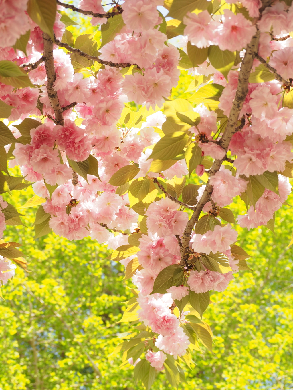 桜７