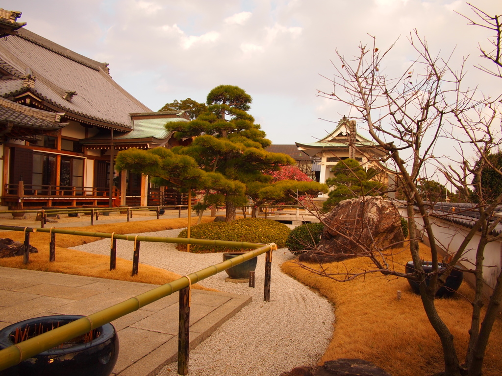 人麿山 月照寺　八ツ房の梅１