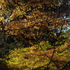 紅葉　田舎１