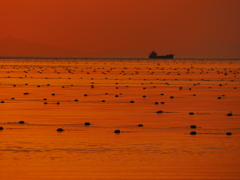 夕日　海苔養殖筏