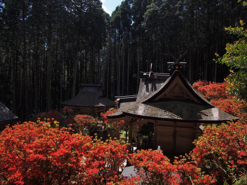 キリシマツツジ 一宮神社１ 兵庫 氷上