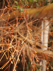 芽吹く　突進