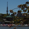 八重桜３